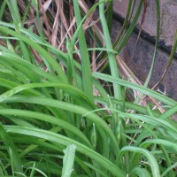 Montbretia